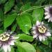 Sadnice - puzavice: Passiflora edulis - sadnica, slika2