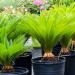Seme drveća: Cikas palma (seme) - Cycas revoluta, slika1