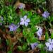 Perene: Vinca - Vinka (10 sadnice), slika1