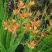 Seme cveća: Belamcanda chinensis (seme) - Leopard lily, slika2