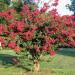 Seme drveća: Lagerstroemia indica - Kineski jorgovan (seme), slika2