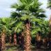 Seme drveća: Washingtonia robusta - Mexican fan palm (seme), slika1