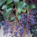 Seme drveća: Ligustrum lucidum (seme), slika1