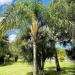Seme drveća: Queen palm (seme) Syagrus romanzoffiana, slika1