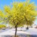 Seme drveća: Parkinsonia aculeata (seme), slika1