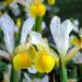 Seme cveća: Iris Hollandica (seme), slika1
