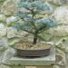 Sadnice - drveće: Cedrus atlantica - Atlanski kedar (seme), slika1