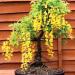 Sadnice - drveće: Laburnum - Zlatna kisa (sadnica), slika2