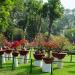 Sadnice - sobne biljke: Adenium sadnice 15cm , slika2