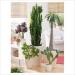 Reznice: Euphorbia trigona - reznica, slika2