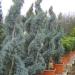 Sadnice - drveće: Cupressus arizonica - Arizonski cempres (sadnica!), slika1