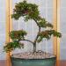 Sadnice - žbunaste vrste: Cotoneaster horizontalis - Dunjarica (sadnica), slika1