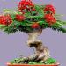 Seme drveća: Delonix regia (seme) Plameno drvo , slika1