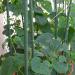 Seme povrća: Kiwano - Afrička rogata dinja (seme), slika1