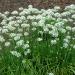 Seme povrća: Kineski Vlasac (seme) Allium tuberosum, slika1