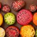 Seme povrća: Rainbow beefsteak paradajz (seme) stare Heirloom sorte, slika1