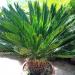 Seme drveća: Cycas revoluta - Cikas palma (5kom), slika2