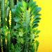 Reznice: Euphorbia trigona - reznica, slika1
