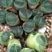 Seme cveća: Lithops olivacea (seme) Litops, slika2