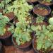 Začini i lekovito bilje: Moringa oleifera - DRVO CUDO!!! (seme), slika3