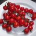 Seme povrća: Paradajz Cherry (seme), slika1