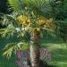 Seme drveća: Trachycarpus fortunei (seme) 20 semenki, slika1