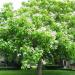 Seme drveća: Catalpa bignonioides - Katalpa (seme), slika2