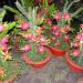 Seme voća: Dragon fruit - Hylocereus undatus ( Pitaya ) seme, slika1