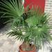 Seme drveća: Trachycarpus fortunei (seme) , slika1
