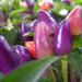 Seme povrća: Purple chilli (seme), slika1
