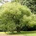 Seme drveća: Sophora japonica - Sofora (seme), slika3
