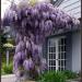Seme žbunastih vrsta: Wisteria - Plava kisa (5 semenki), slika2