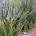 Začini i lekovito bilje: Rosmarinus officinalis - Ruzmarin (seme), slika1
