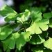 Seme drveća: Ginkgo biloba - Ginko seme, slika3