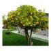 Sadnice - voće: Sibirski limun - Poncirus trifoliata (sadnica), slika1