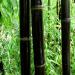 Seme drveća: Phyllostachys nigra (seme) Crni bambus, slika2