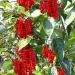 Seme voća: Schisandra chinensis - Kineska magnolija (seme), slika6
