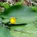 Seme cveća: Zuti lokvanj - Nuphar lutea (seme), slika1