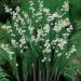 Perene: Convallaria majalis - Djurdjevak 10 sadnica, slika2