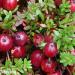 Seme voća: Americka brusnica - Vaccinium macrocarpon (seme), slika5