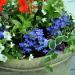 Seme cveća: Lobelia erinus (seme), slika2