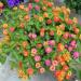 Seme cveća: Lantana (seme), slika1
