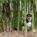 Seme drveća: Moso bambus - Phyllostachys edulis (seme), slika1