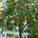Seme drveća: Sorbus aucuparia - Jarebika (seme), slika1
