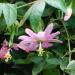 Seme cveća: Passiflora mollissima - Banana passion fruit (seme), slika1