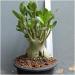 Sadnice - sobne biljke: Adenium arabicum (sadnica!) 15cm, slika1