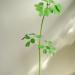 Začini i lekovito bilje: Moringa oleifera - DRVO CUDO!!! (seme), slika6