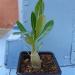 Sadnice - sobne biljke: Adenium male sadnice, slika4
