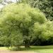 Seme drveća: Sophora japonica - Sofora (seme), slika2