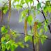 Sadnice - drveće: Betula - Breza (seme), slika2